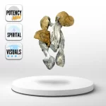 Mazatapec Shroom Strain